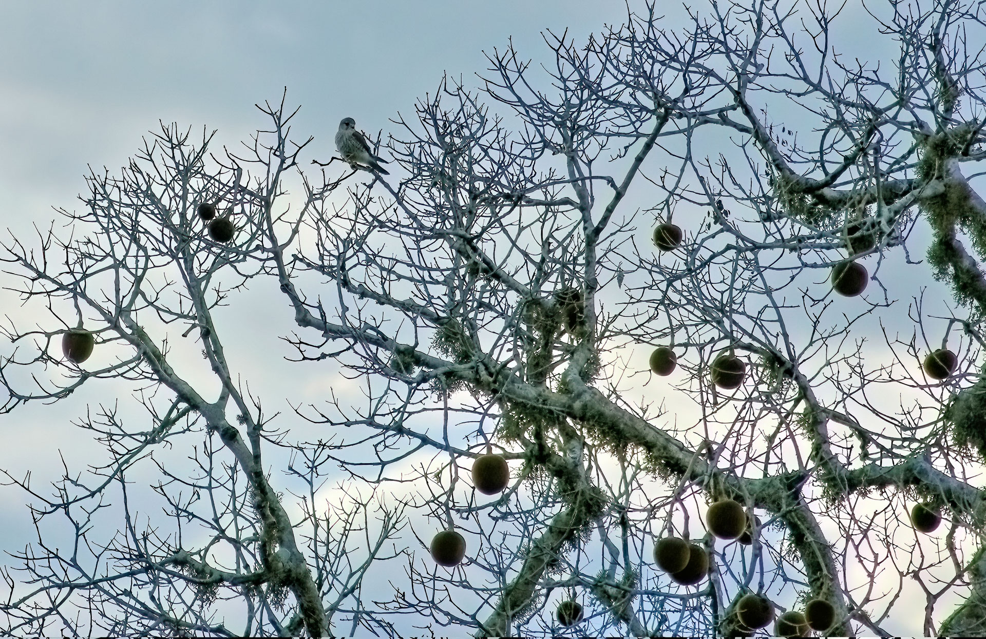 Madagaskarfalke (Falco newtoni)